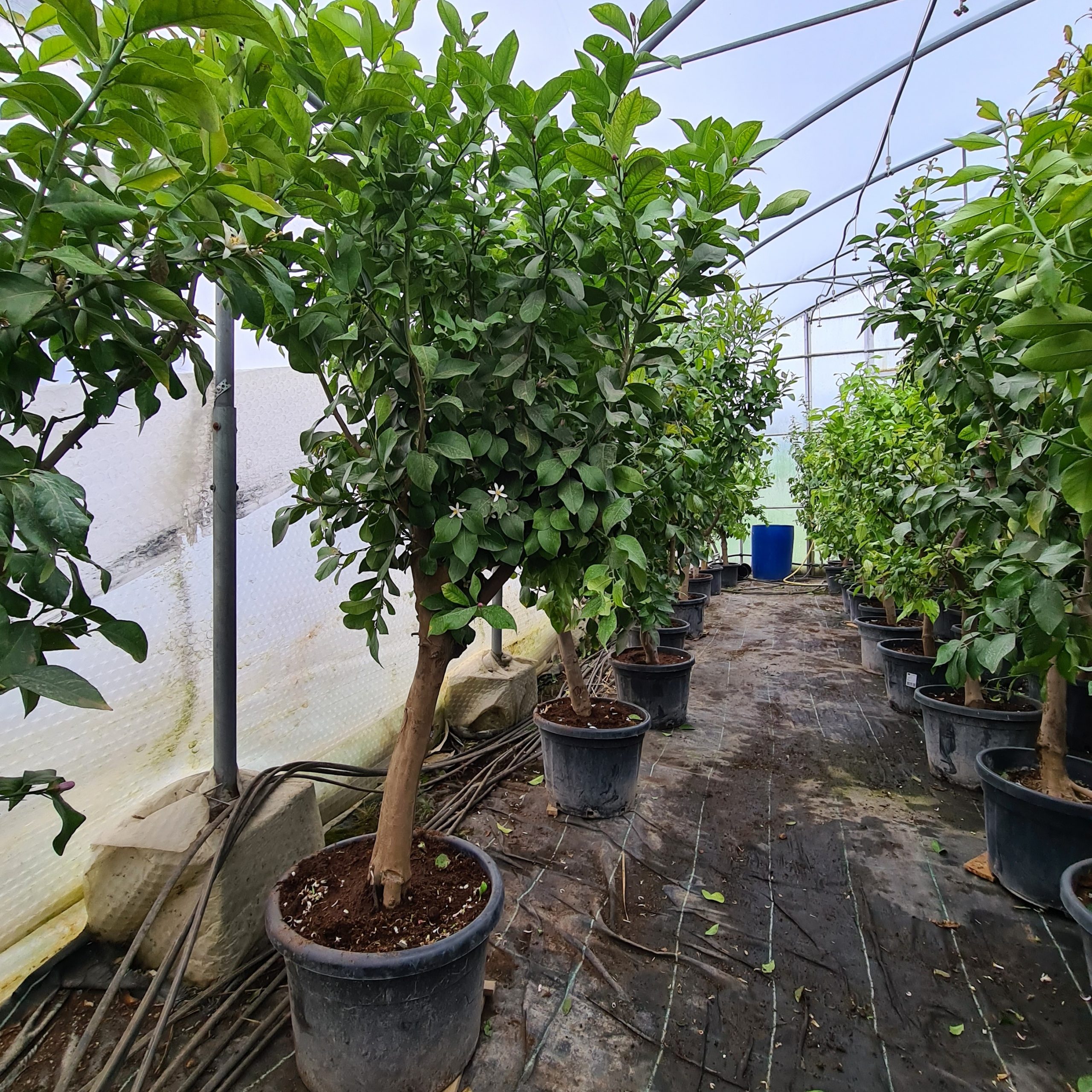 Zitronenbaum Citrus limon Sorte "Eureka" 15-20 cm Stu., 150-170 cm Gesamthöhe – Bild 3