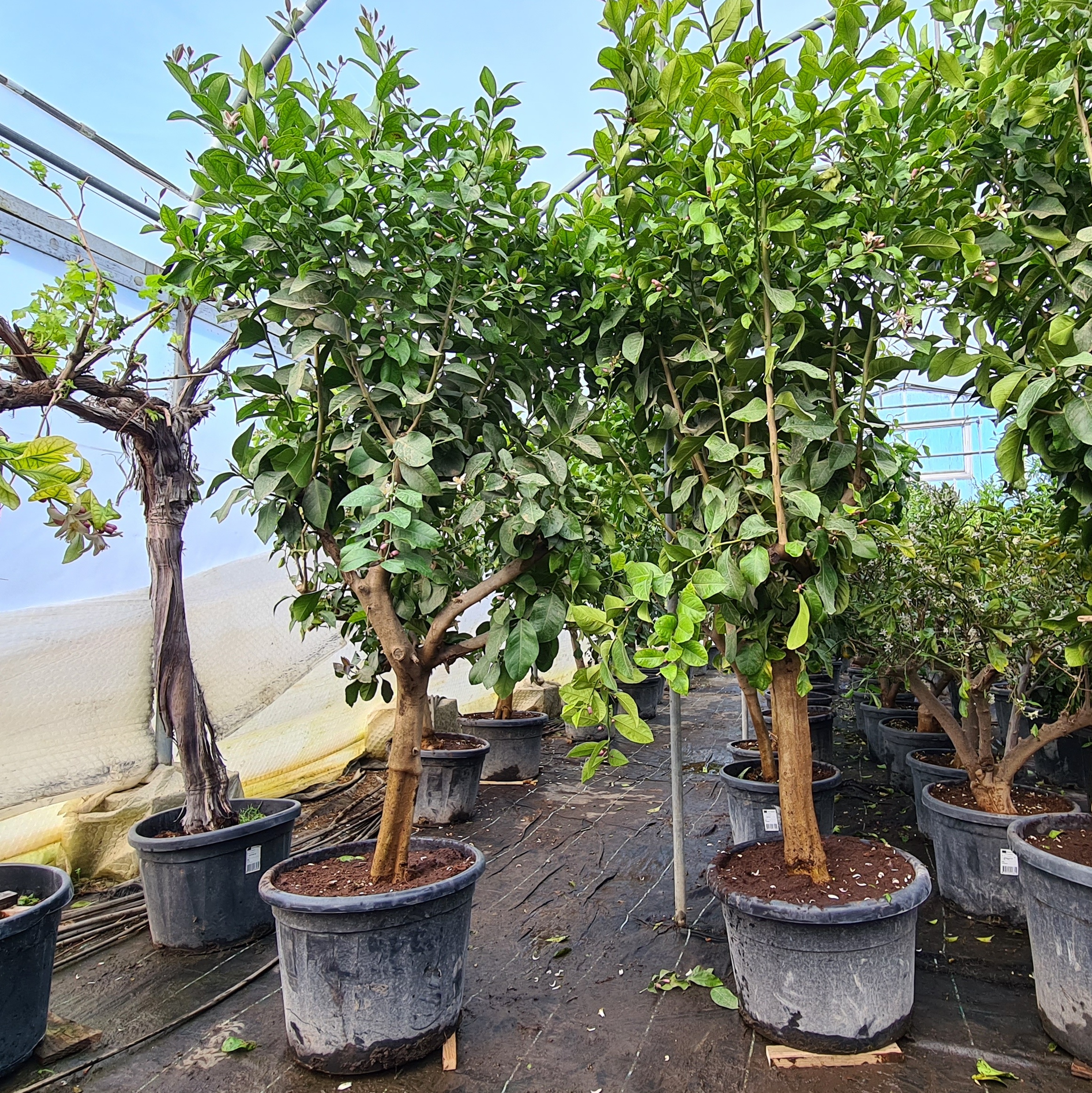 Zitronenbaum Citrus limon Sorte "Eureka" 15-20 cm Stu., 150-170 cm Gesamthöhe – Bild 4