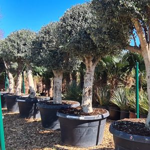 Olivenbaum Olea europaea „Champignon“ 30-40 cm Stu,180-200cm Höhe