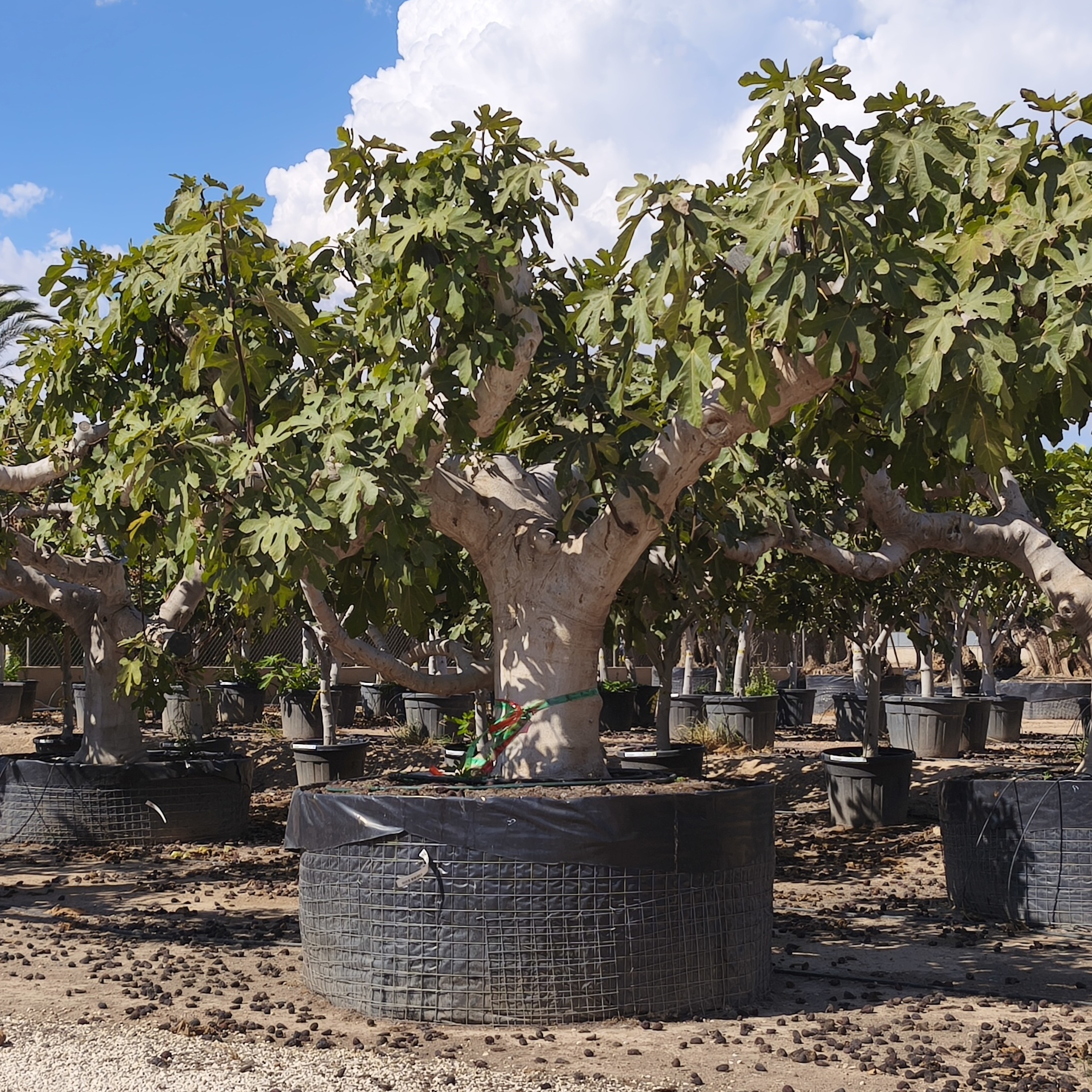 Feigenbaum Ficus carica 100-120 cm Stu., 200-300 cm Gesamthöhe – Bild 5