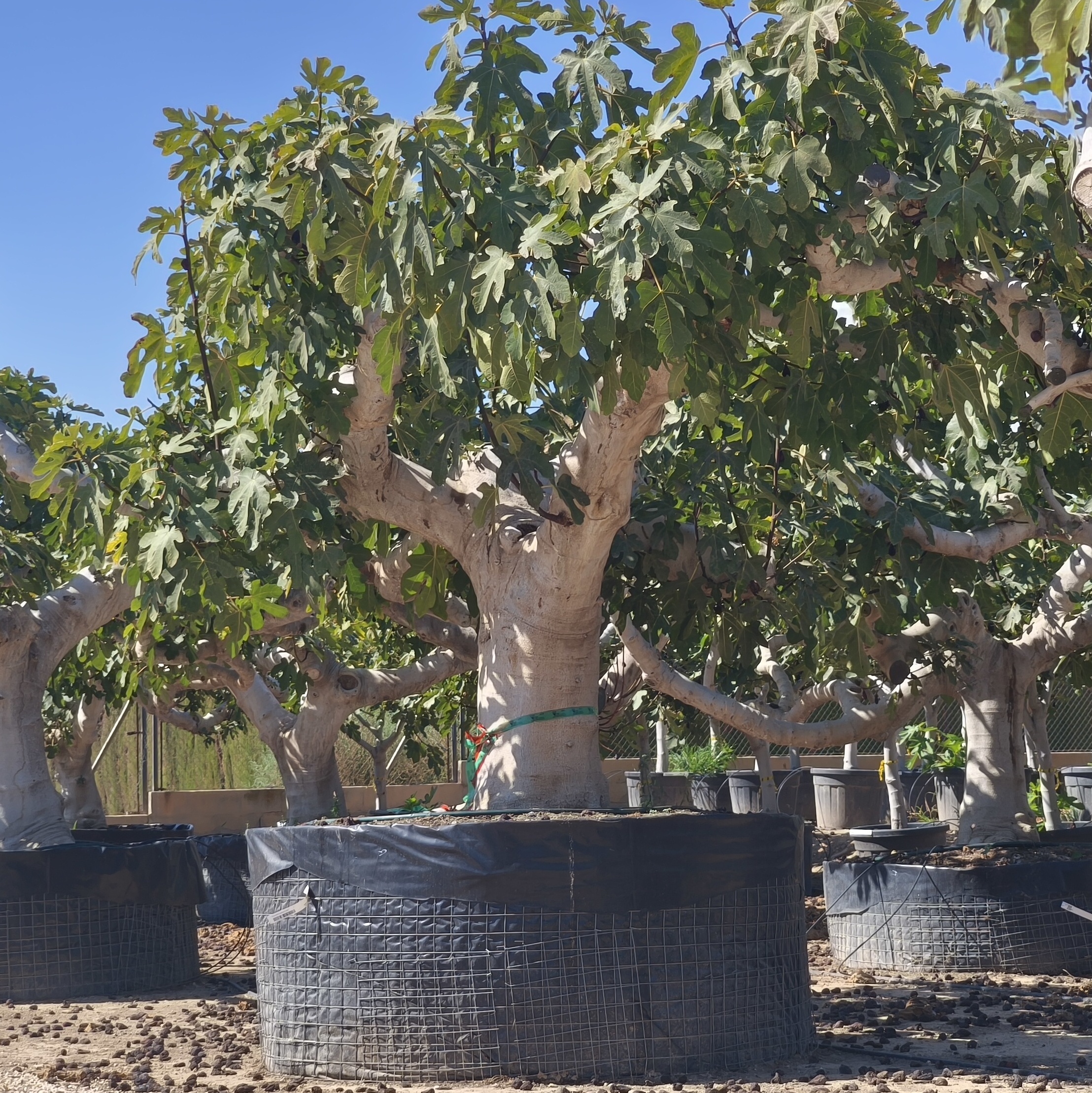 Feigenbaum Ficus carica 100-120 cm Stu., 200-300 cm Gesamthöhe – Bild 6