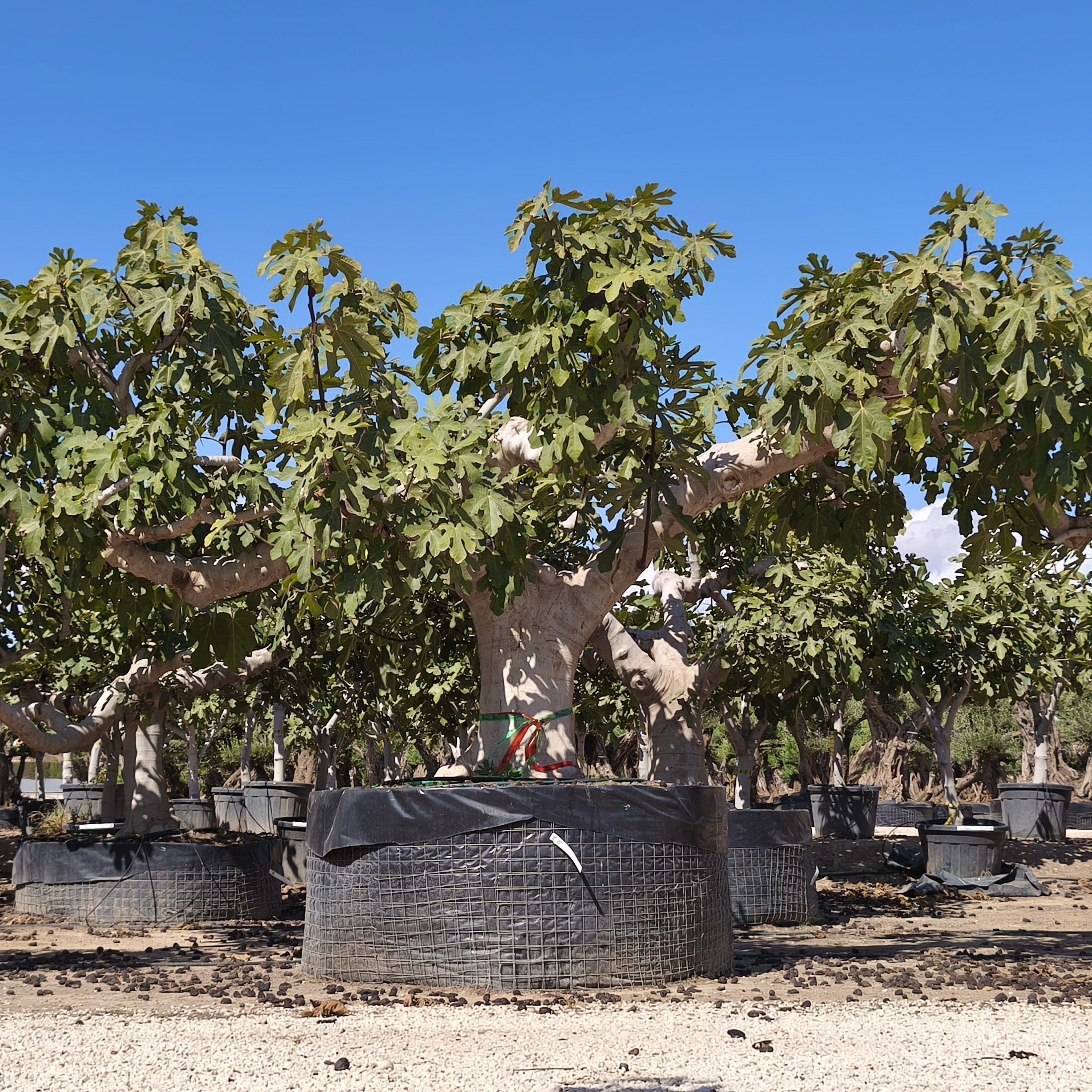 Feigenbaum Ficus carica 100-120 cm Stu., 200-300 cm Gesamthöhe – Bild 7