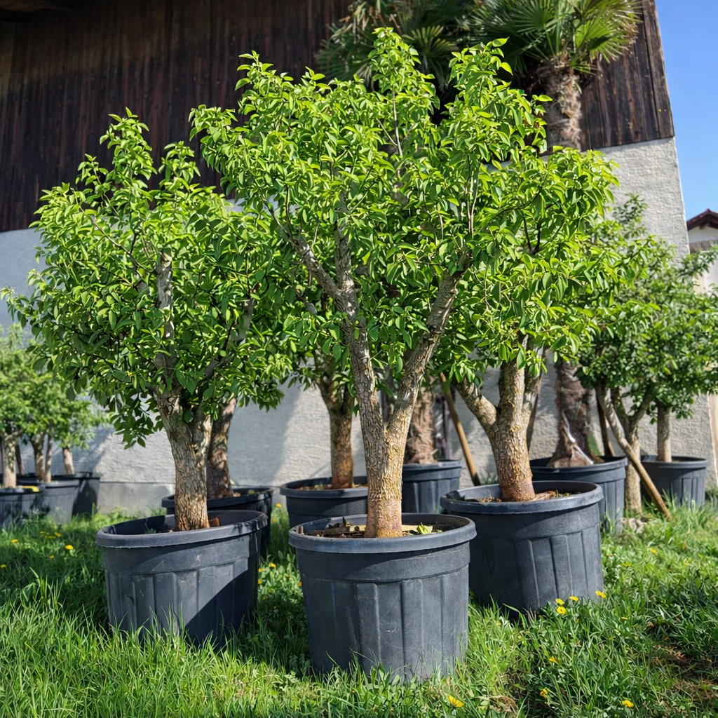 Kakibaum Diospyros kaki 40-50 cm Stu., 200-250 cm Gesamthöhe