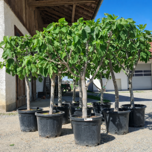 Feigenbaum Ficus carica 18-20 cm Stu., 140-160 cm Gesamthöhe