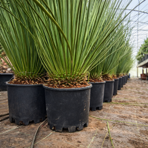 Grasbaum Dasylirion longissimum 10-20 cm Stammhöhe, 120-140 cm Gesamthöhe