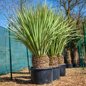 Grasbaum Dasylirion serratifolium 20-30 cm Stammhöhe, 80-100 cm Gesamthöhe