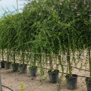 Australische Kaviarlimette Microcitrus australasica "Pink Ice" 10-12 cm Stu. 160-180 cm Gesamthöhe