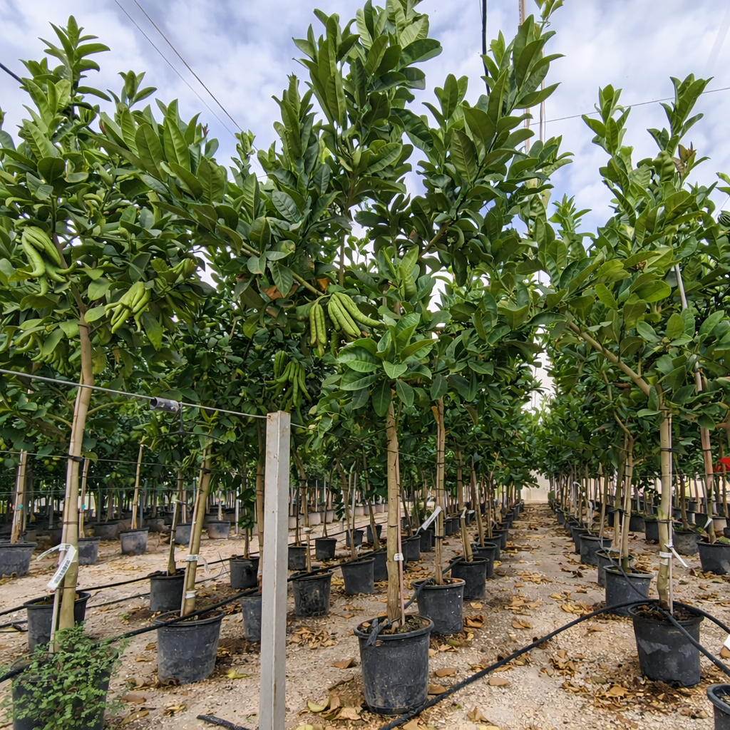 Zitronatzitrone Buddhas Hand Citrus Mano de Buda 10-12 cm Stu., 180-200 cm Gesamthöhe