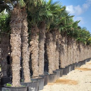 Chin. Hanfpalme Trachycarpus fortunei 400-420 cm Stammhöhe, 500-600 cm Gesamthöhe