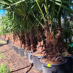 Chin. Hanfpalme Trachycarpus fortunei 30-40 cm Stammhöhe, 120-140 cm Gesamthöhe