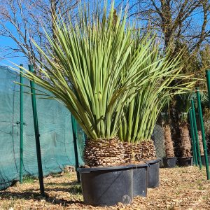 Grasbaum Dasylirion serratifolium 20-30 cm Stammhöhe, 80-100 cm Gesamthöhe