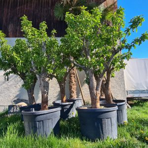 Kakibaum Diospyros kaki 40-50 cm Stu., 200-250 cm Gesamthöhe
