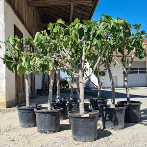 Feigenbaum Ficus carica 18-20 cm Stu., 140-160 cm Gesamthöhe