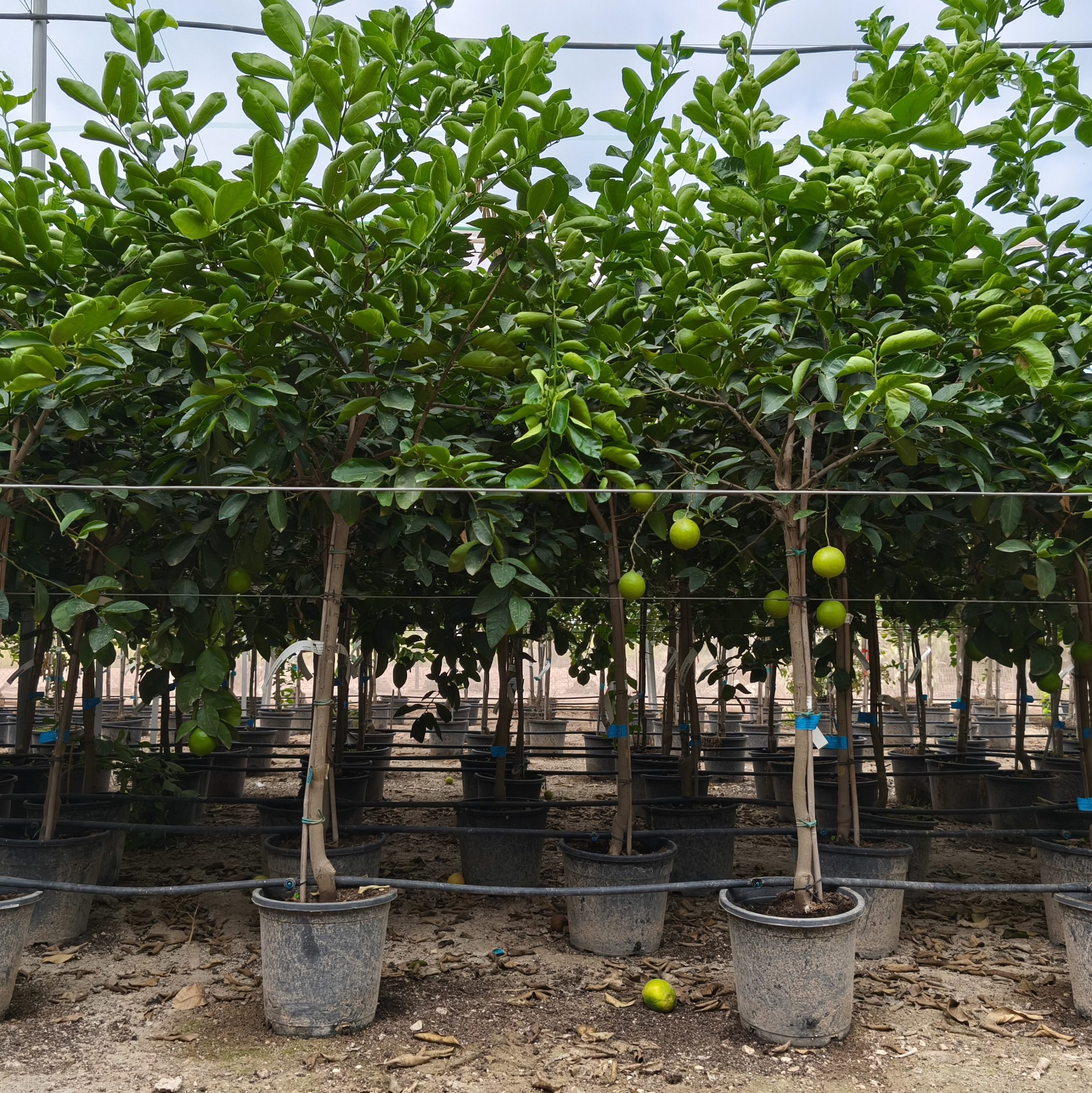 Limettenbaum Citrus aurantifolia 8-10 cm Stu. 160-180 cm Gesamthöhe – Bild 5