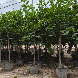 Limettenbaum Citrus aurantifolia 8-10 cm Stu. 160-180 cm Gesamthöhe