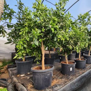 Orangenbaum Citrus sinensis 15-20 cm Stu. 140-150 cm Höhe