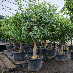 Zitronenbaum Citrus limon Sorte“Eureka” 30-40 cm Stu 180-200 Höhe