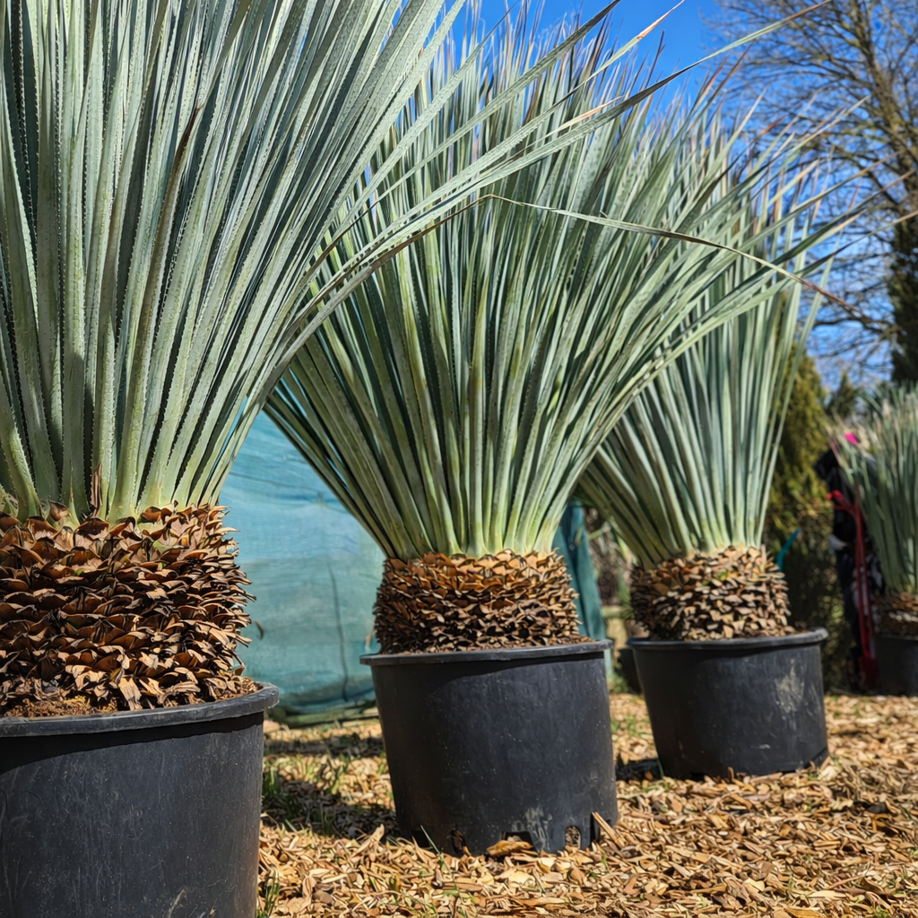 Wheeler's Rauschopf Dasylirion wheeleri 10 -20 cm Stammhöhe, 120-14 cm Gesamthöhe
