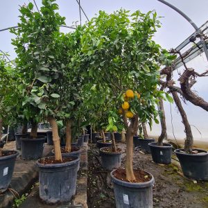Zitronenbaum Citrus limon Sorte Eureka 20-30 cm Stu. 180-200 cm Gesamthöhe