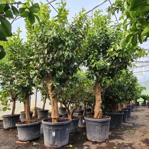 Zitronenbaum Citrus limon Sorte“Eureka” 30-40 cm Stu 180-200 Höhe