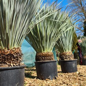 Wheeler's Rauschopf Dasylirion wheeleri 10 -20 cm Stammhöhe, 120-14 cm Gesamthöhe