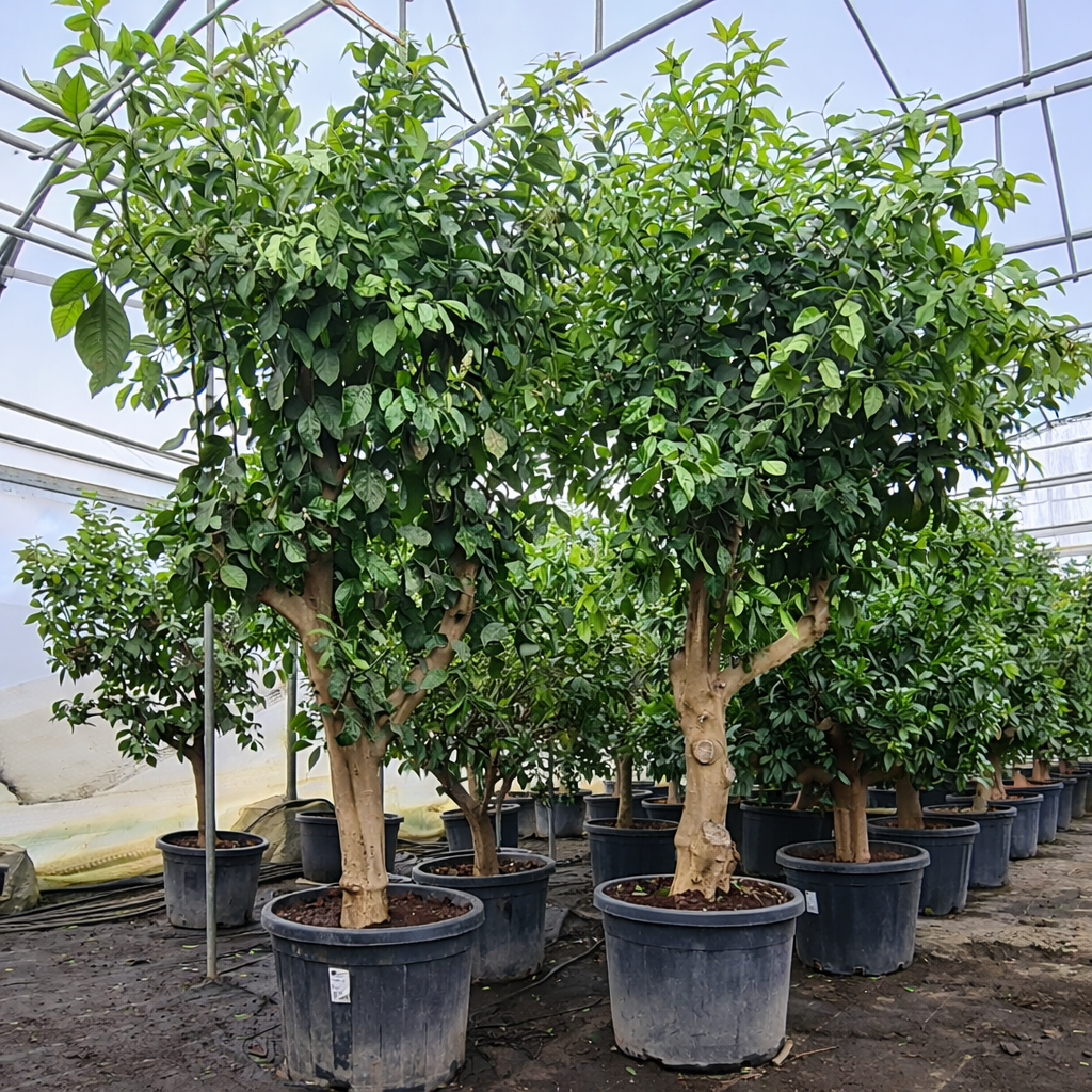 Zitronenbaum Citrus limon Sorte“Eureka” 30-40 cm Stu 180-200 Höhe – Bild 3