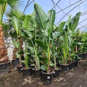 Paradiesvogelblume Strelizia augusta 100-120 cm Gesamthöhe