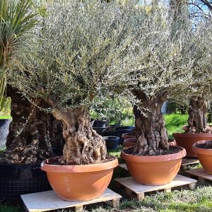 Olivenbaum Olea europaea 80-100 cm Stu., 200-220 cm Gesamthöhe in der Schale