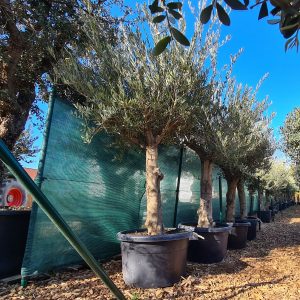 Olivenbaum Olea europaea "Arbequina" 40-50 cm Stu., 180-200 cm Gesamthöhe
