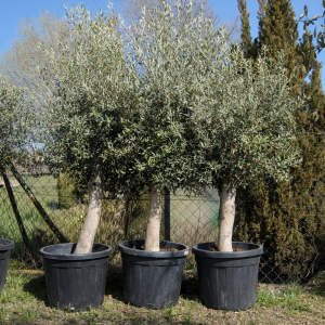 Olivenbaum Olea europaea "Arbequina" 30-40 cm Stu., 150-170 cm Gesamthöhe