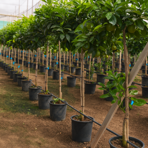 Orangenbaum Citrus sinensis 8-10 cm Stu. 140-160 cm Gesamthöhe