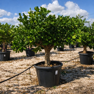 Limettenbaum Citrus latifolia 15-20 cm Stu. 160-180 cm Gesamthöhe