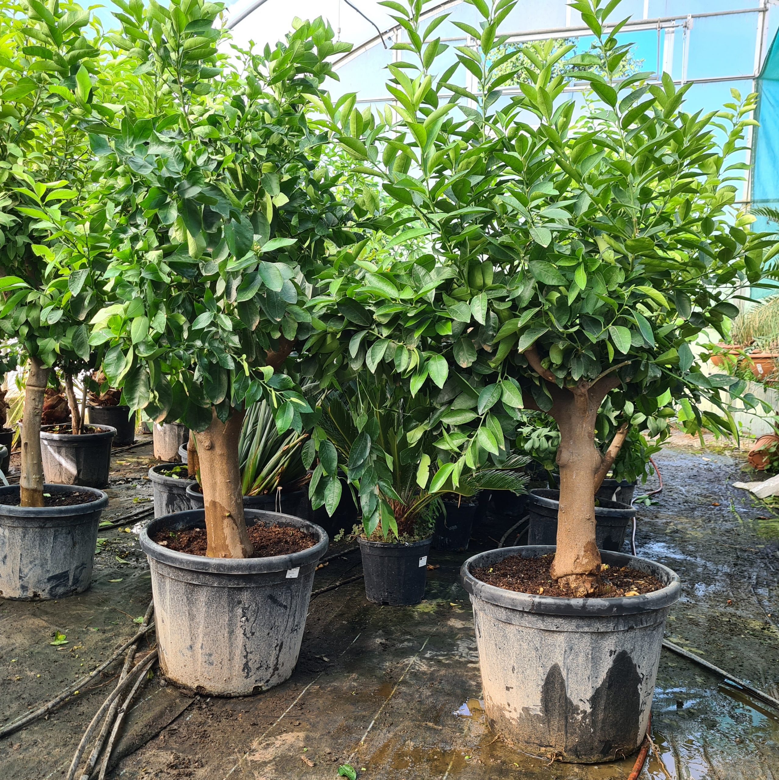 Limettenbaum Citrus latifolia 15-20 cm Stu. 160-180 cm Gesamthöhe – Bild 3