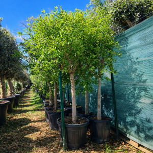 Granatapfelbaum Punica granatum 18-20 cm Stu., 180-200 cm Gesamthöhe