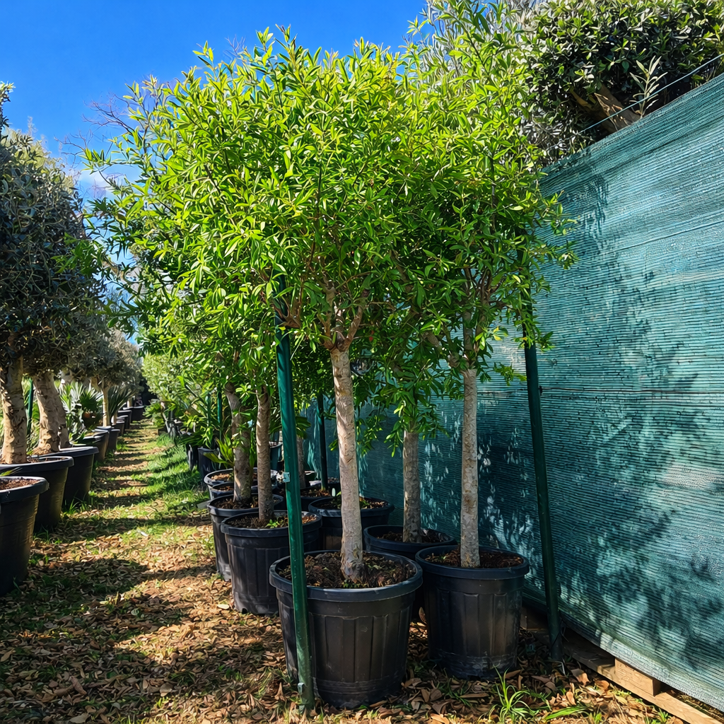 Granatapfelbaum Punica granatum 18-20 cm Stu., 180-200 cm Gesamthöhe