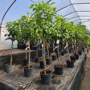 Zitronenbaum Citrus limon Sorte Eureka 6-8 cm Stu. 140-160 cm Gesamthöhe