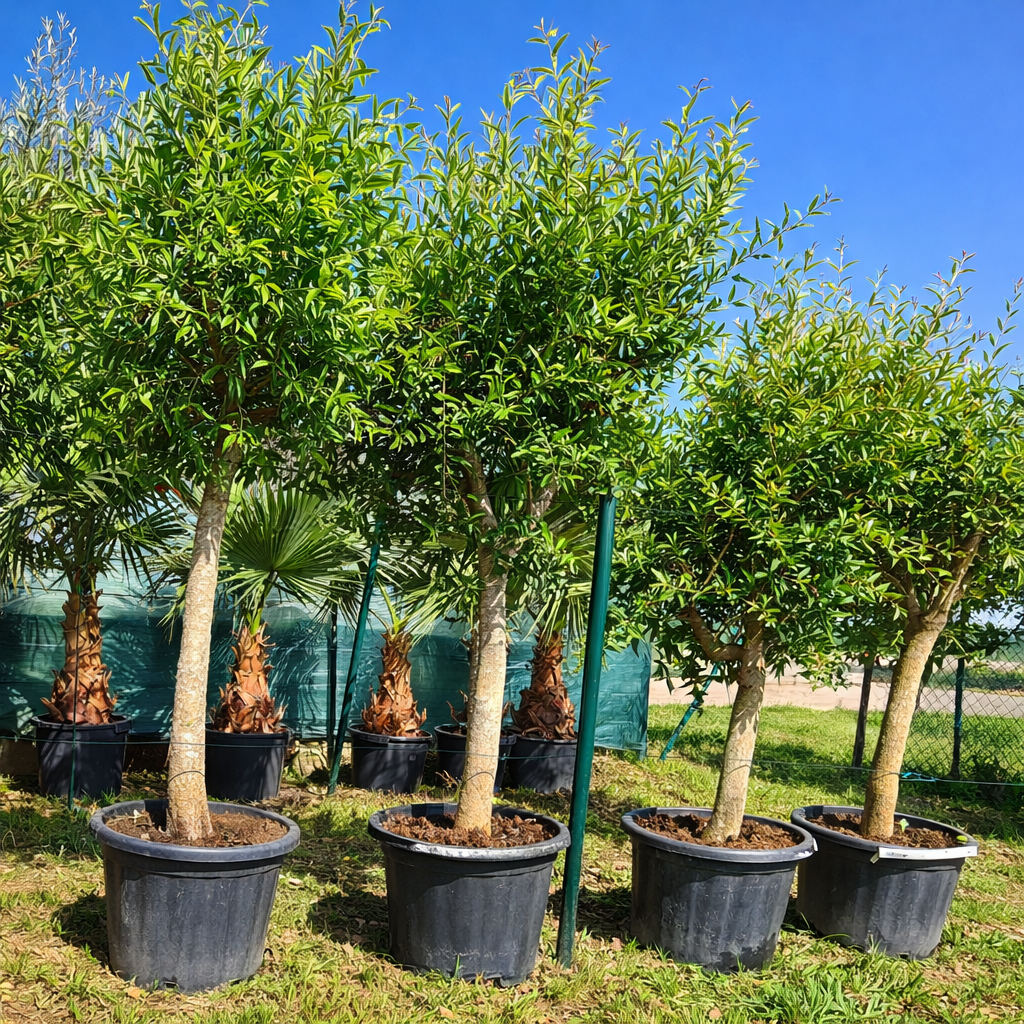 Granatapfelbaum Punica granatum 18-20 cm Stu., 180-200 cm Gesamthöhe – Bild 3