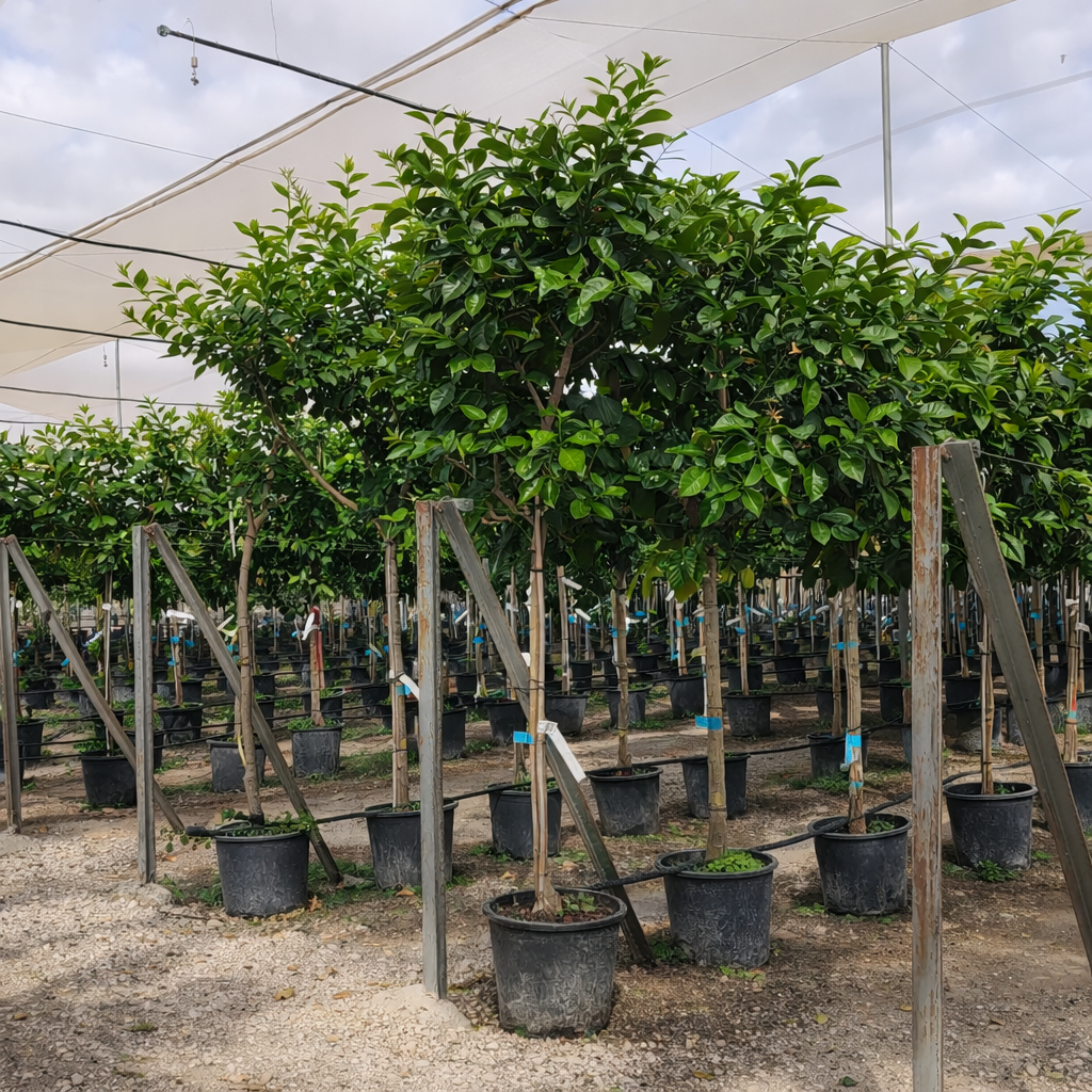 Zitronenbaum Citrus limon Sorte Eureka 10-12 cm Stu. 180-200 cm Gesamthöhe – Bild 3