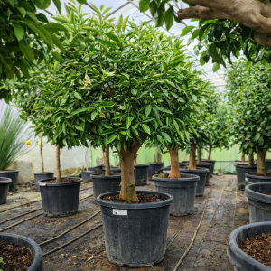 Mandarinenbaum Citrus reticulata 20-30 cm Stu. 160-180 cm Höhe