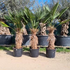 Wagners Hanfpalme Trachycarpus wagnerianus 40-50 cm Stammhöhe, 120-140 cm Gesamthöhe