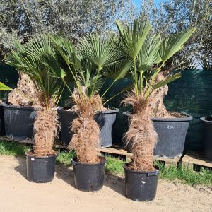 Wagners Hanfpalme Trachycarpus wagnerianus 60-70 cm Stammhöhe, 140-160 cm Gesamthöhe