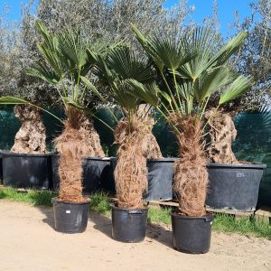 Wagners Hanfpalme Trachycarpus wagnerianus 70-80 cm Stammhöhe, 150-170 cm Gesamthöhe