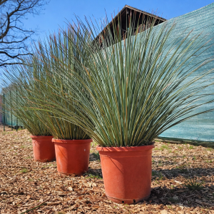 Grasbaum Dasylirion longissimum 80-100 cm Gesamthöhe
