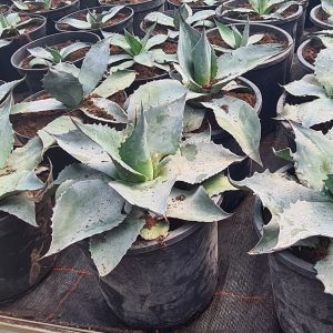 Agave ovatifolia Walzungen-Agave 30-40 cm Durchmesser