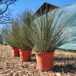 Grasbaum Dasylirion longissimum 80-100 cm Gesamthöhe