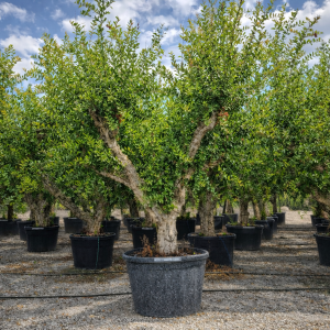 Granatapfelbaum Punica granatum 60-70 cm Stu., 200-250 cm Gesamthöhe