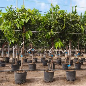 Mandarinenbaum Citrus reticulata 8-10 cm Stu. 140-160 cm Gesamthöhe